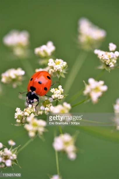 107 Miraculous Ladybug Stock Photos & High.